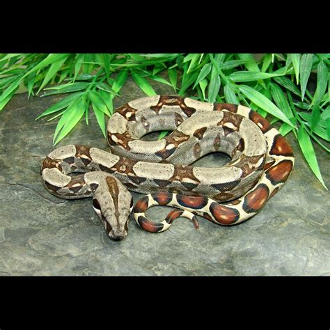Adult males reach measurements of 8 ft. . Red tail boa for sale